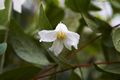 Clematis integrifolia Alba IMG_4767 Powojnik